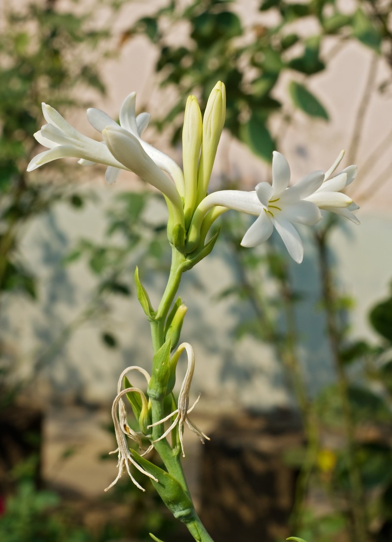 Tuberose photo 3