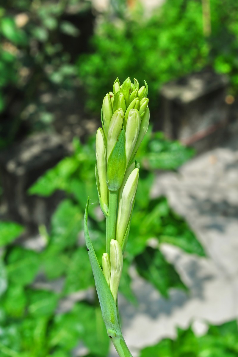 Tuberose photo 4