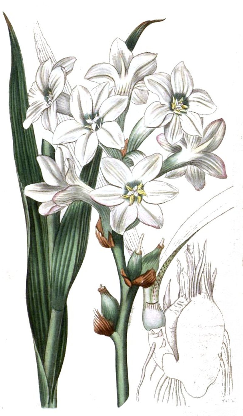 Tuberose photo 7