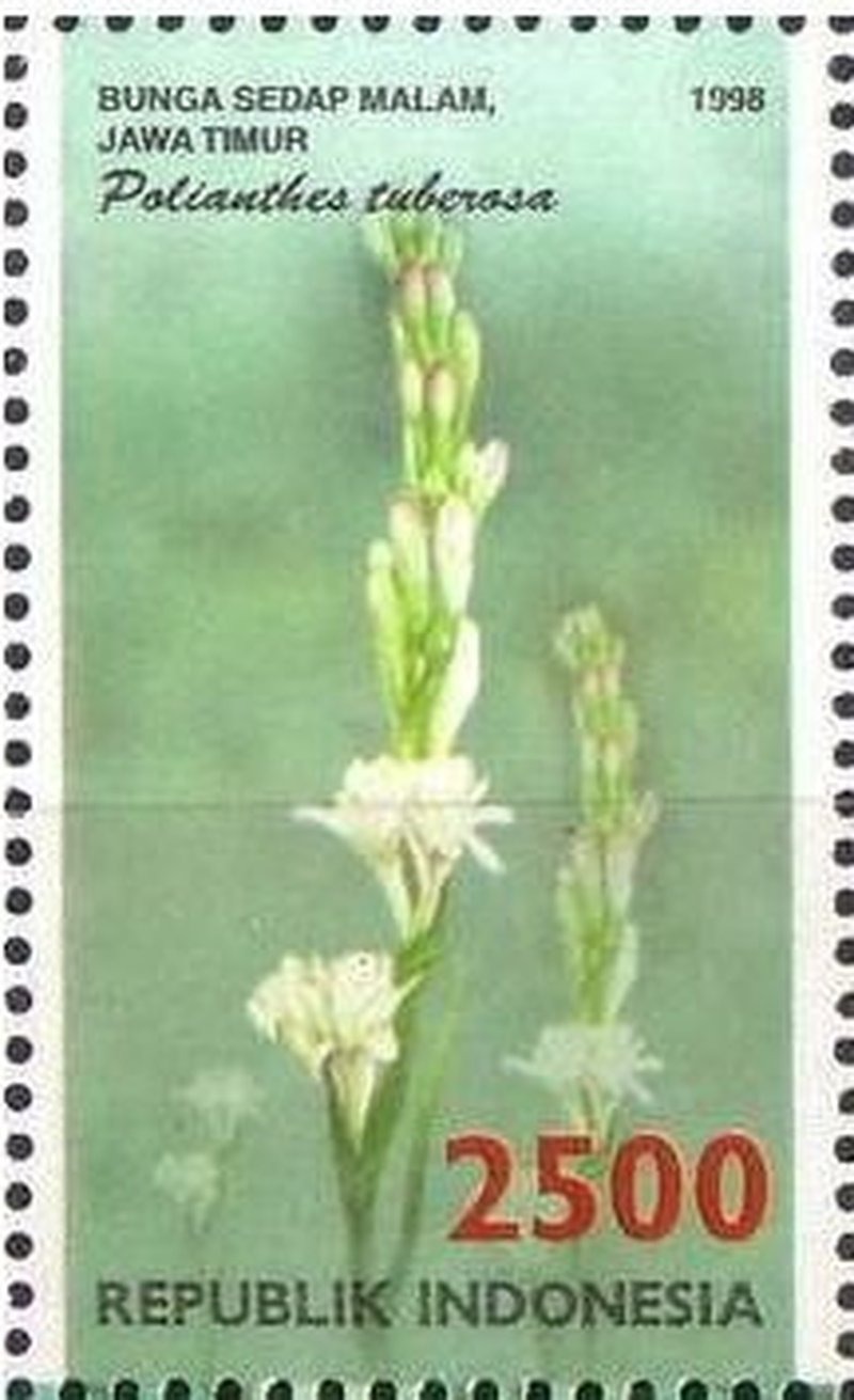 Tuberose photo 8