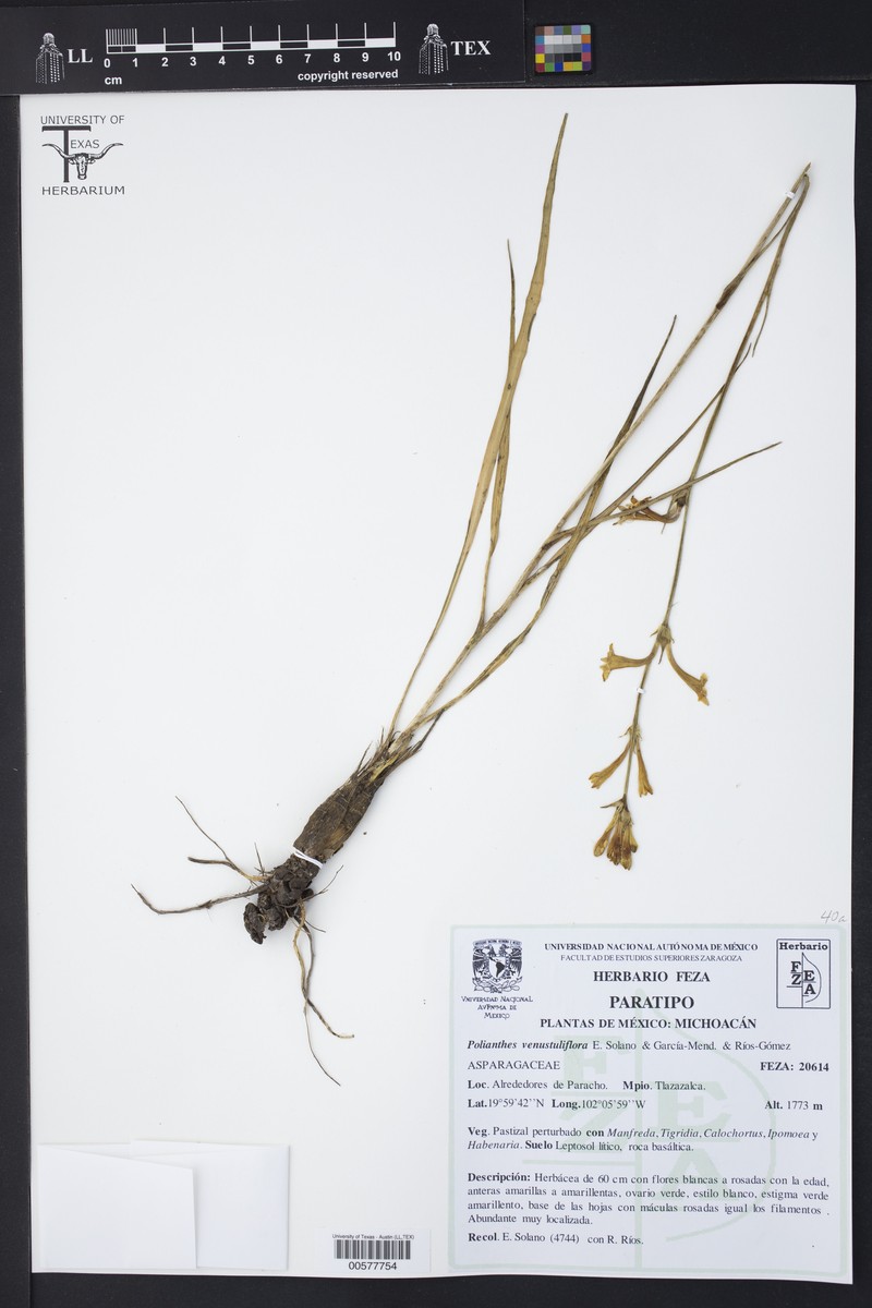 Polianthes venustuliflora