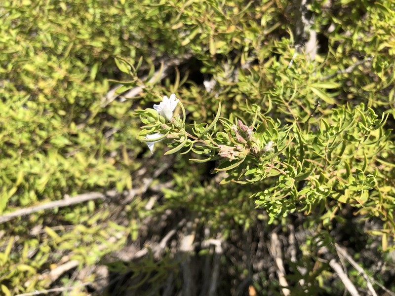 Leafy Rosemary-Mint