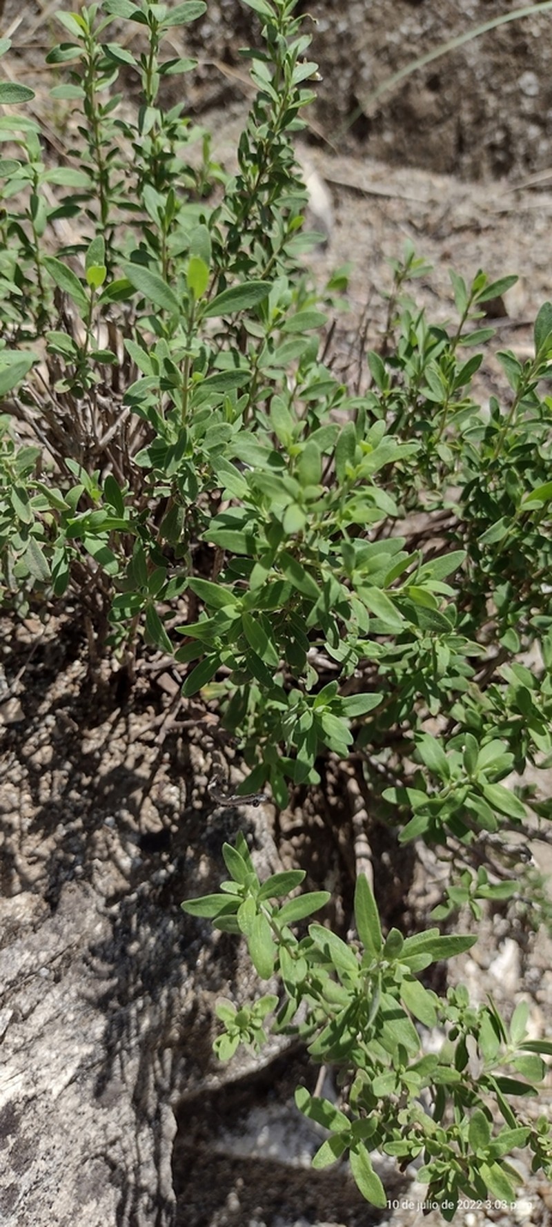 Leafy Rosemary-Mint photo 2