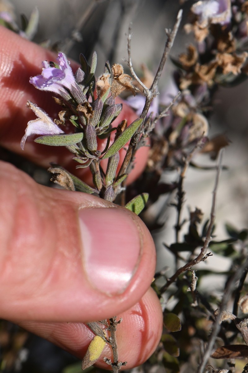 Leafy Rosemary-Mint photo 3