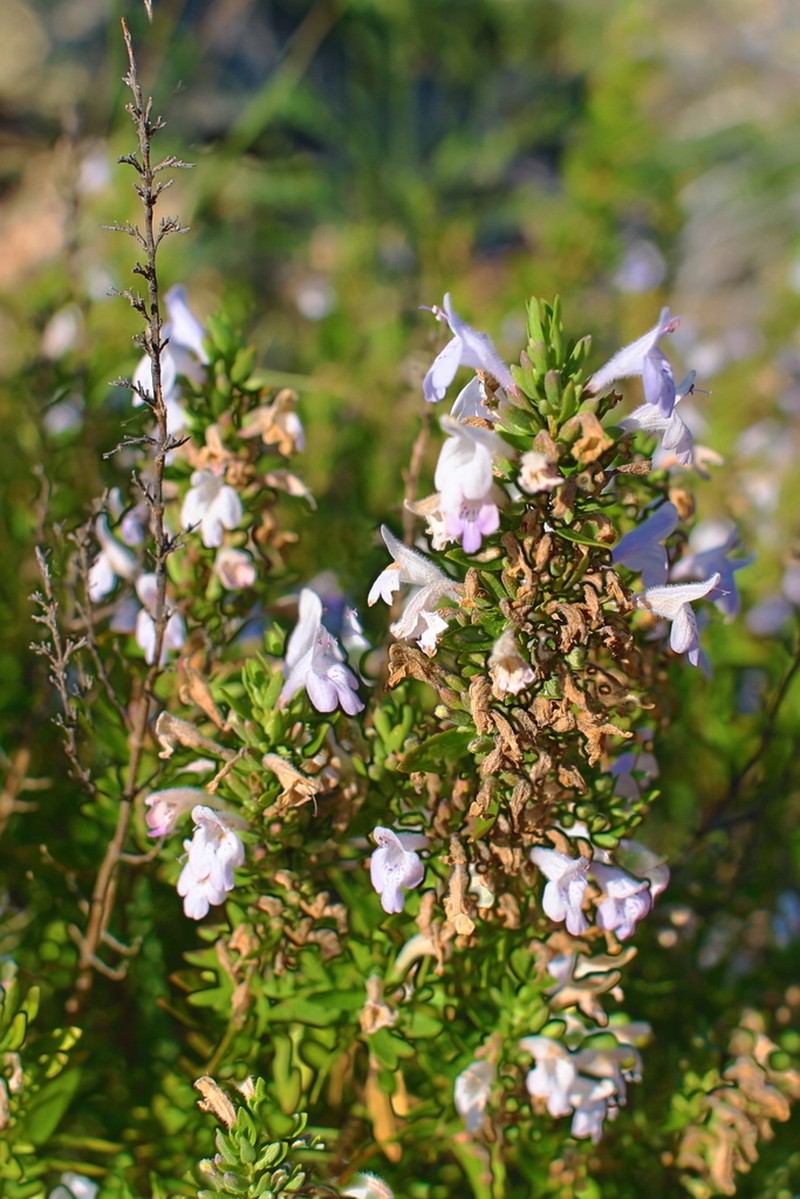 Leafy Rosemary-Mint photo 4