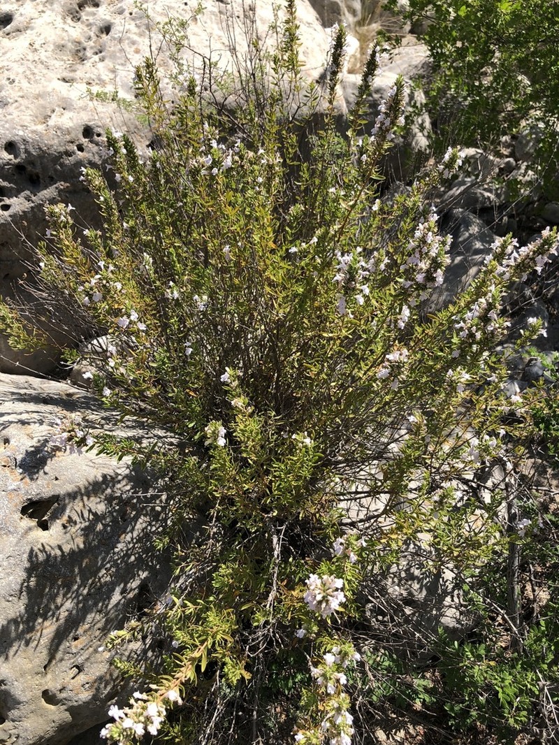 Leafy Rosemary-Mint photo 5