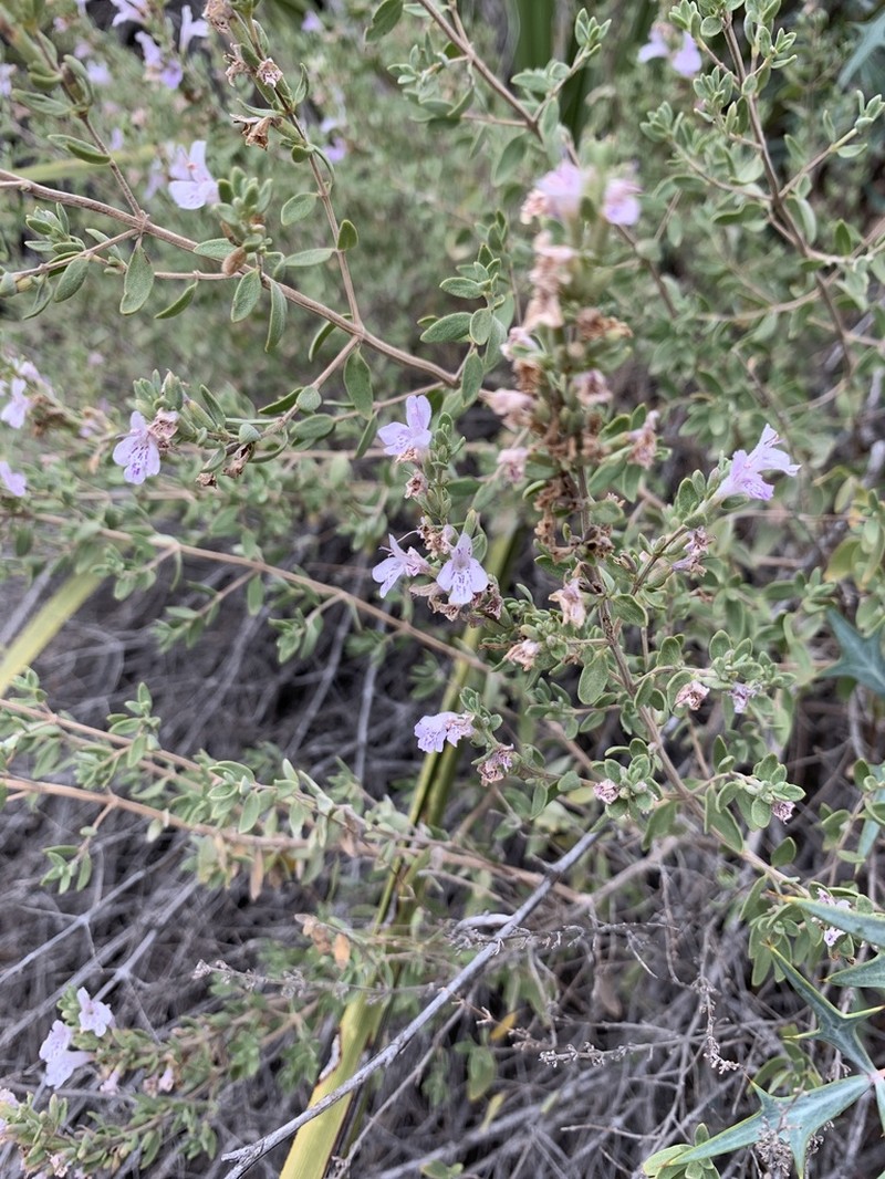 Leafy Rosemary-Mint photo 6