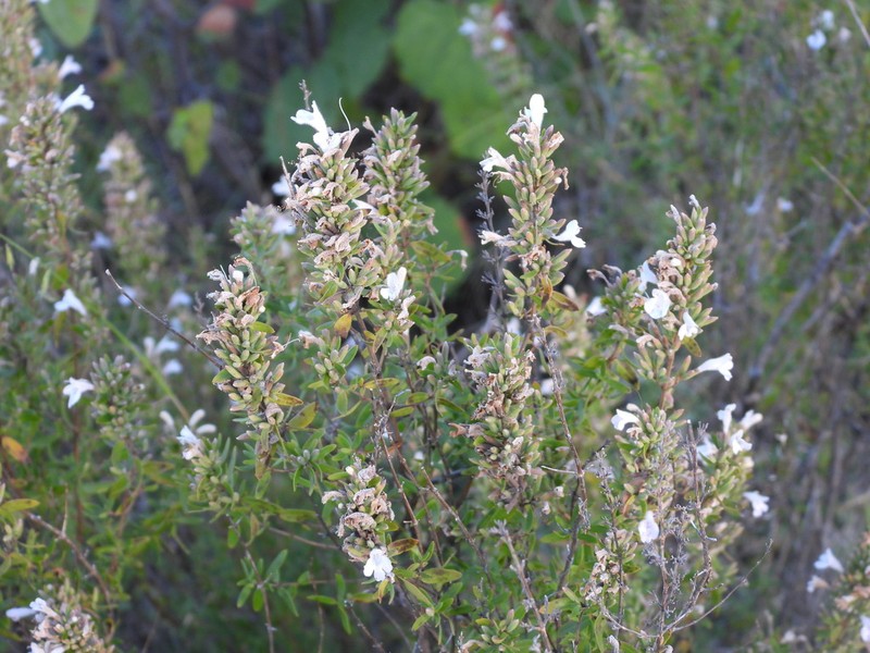 Leafy Rosemary-Mint photo 7