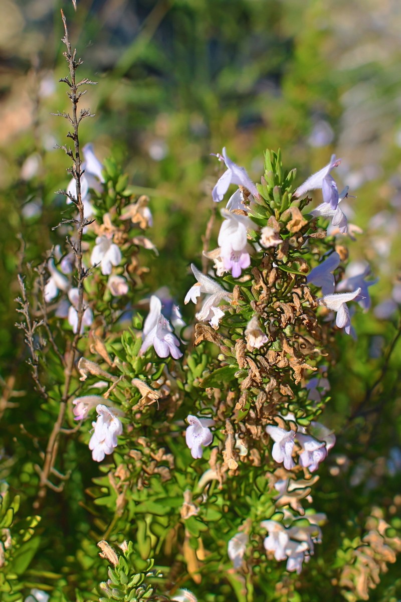 Leafy Rosemary-Mint photo 8