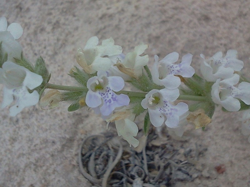 Frosted Mint photo 7