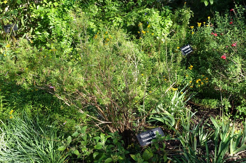 Poliomintha longiflora