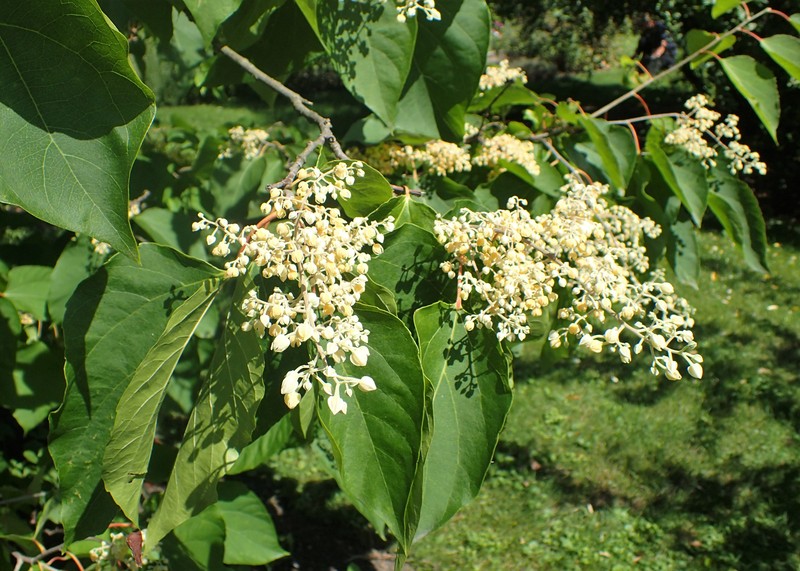 Poliothyrsis sinensis