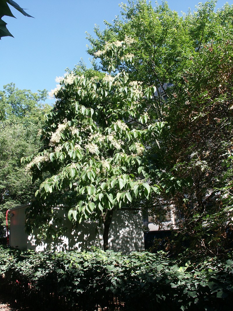 Poliothyrsis sinensis photo 2