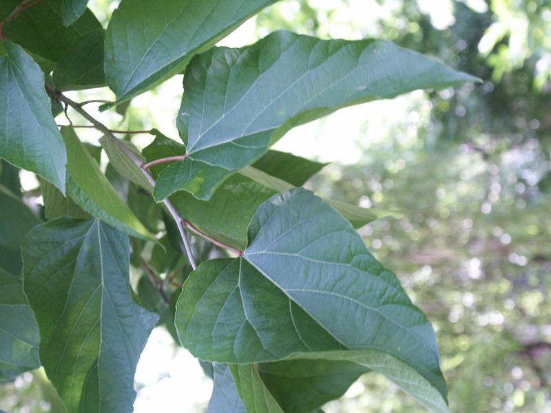Poliothyrsis sinensis photo 3