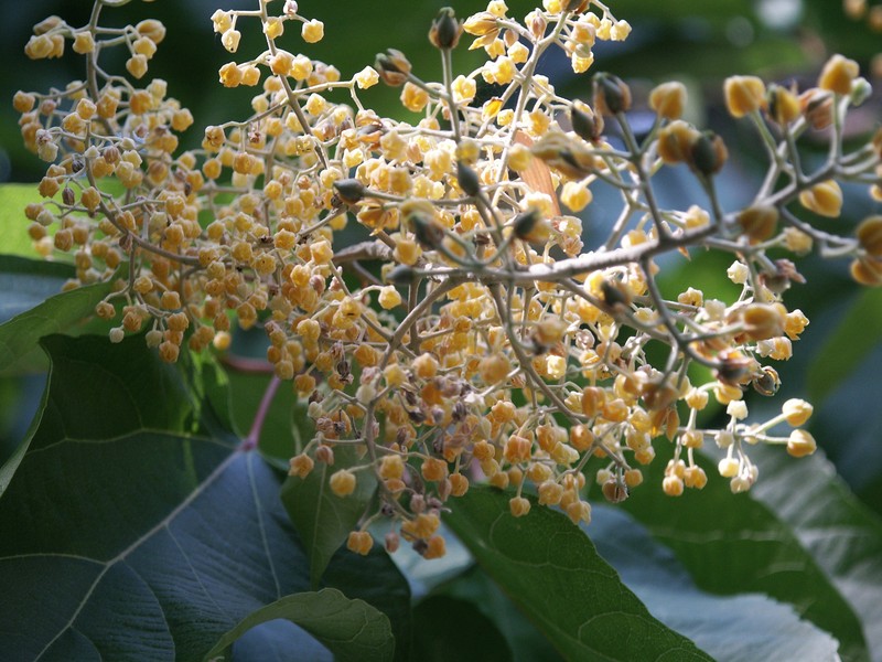 Poliothyrsis sinensis photo 4