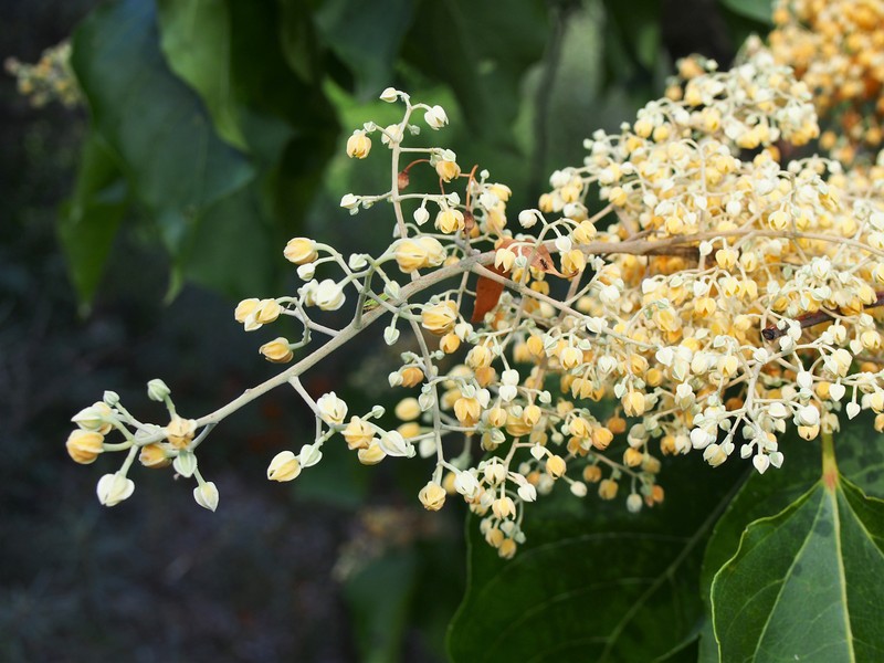 Poliothyrsis sinensis photo 5