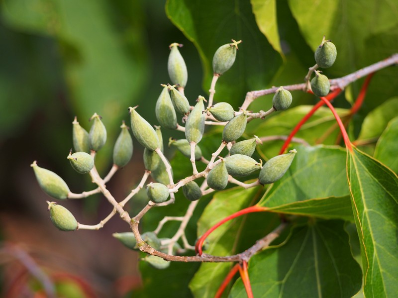Poliothyrsis sinensis photo 6