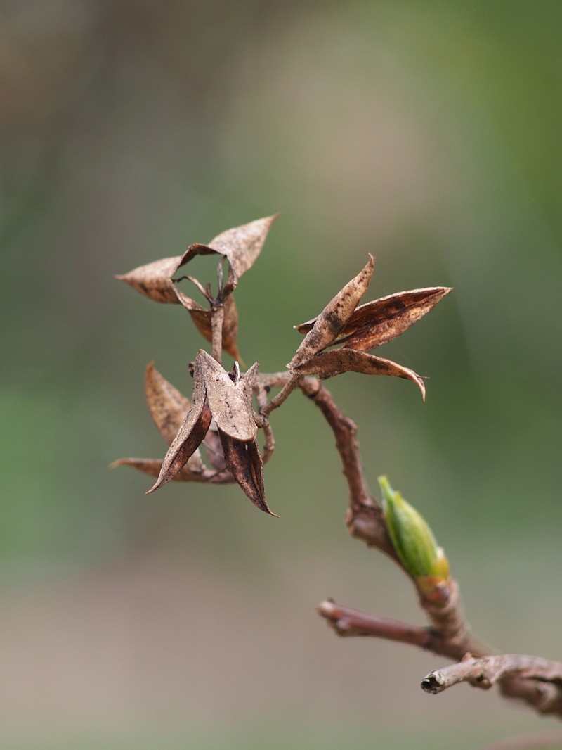 Poliothyrsis sinensis photo 7