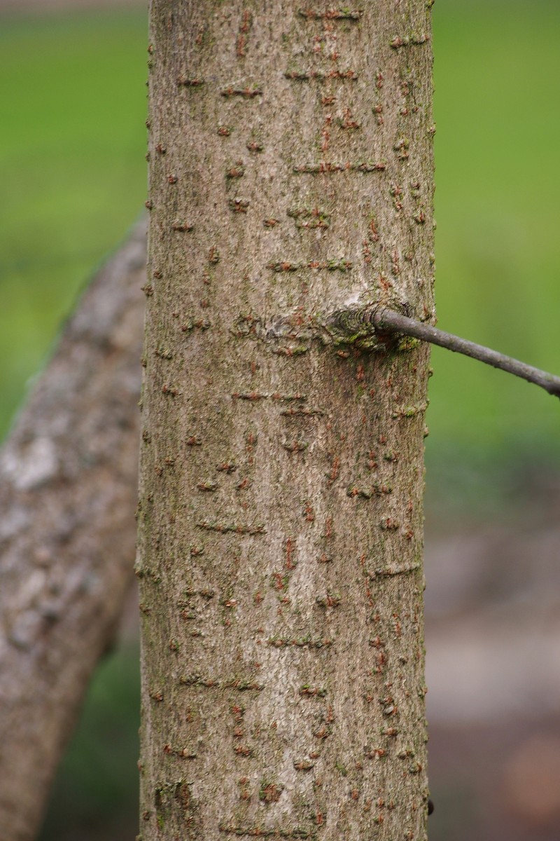 Poliothyrsis sinensis photo 8