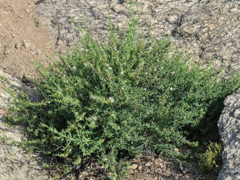 Pollichia campestris