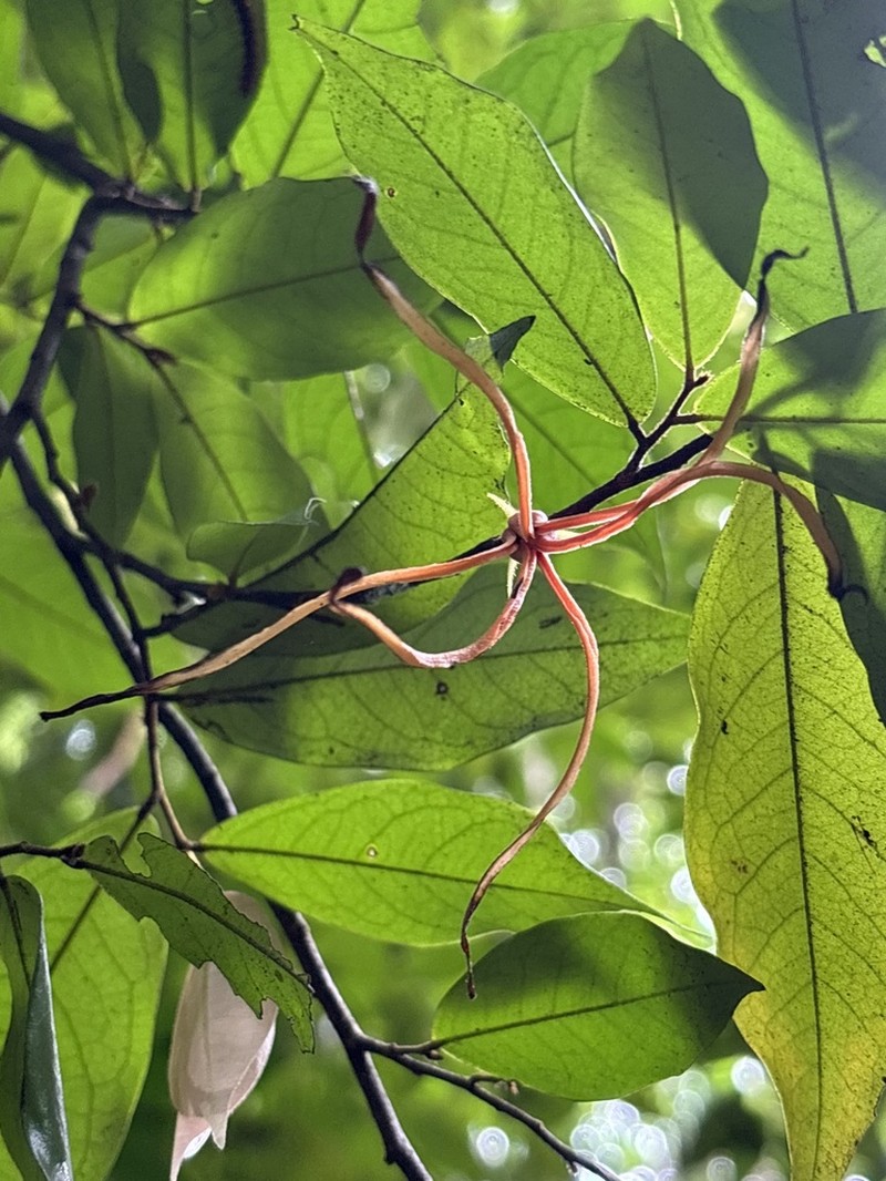 Polyalthia angustissima photo 2