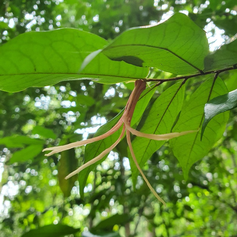 Polyalthia angustissima photo 3