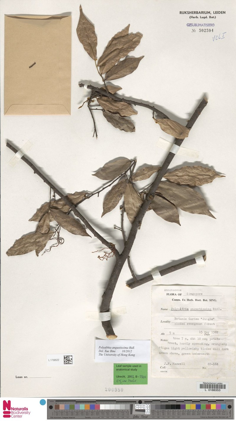 Polyalthia angustissima photo 4