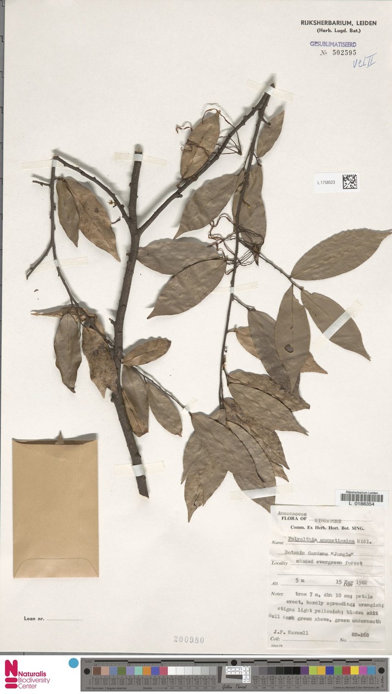 Polyalthia angustissima photo 5