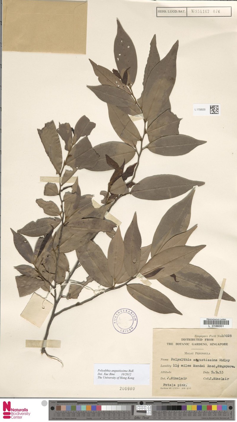 Polyalthia angustissima photo 6