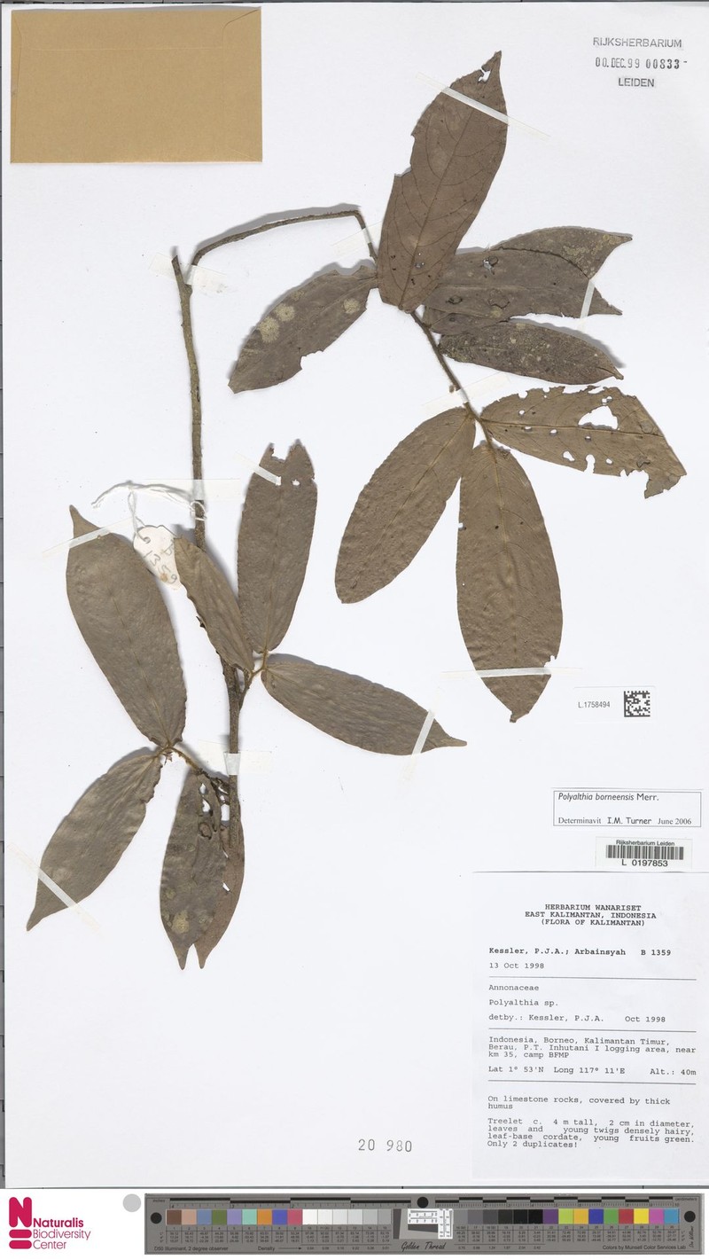 Polyalthia borneensis