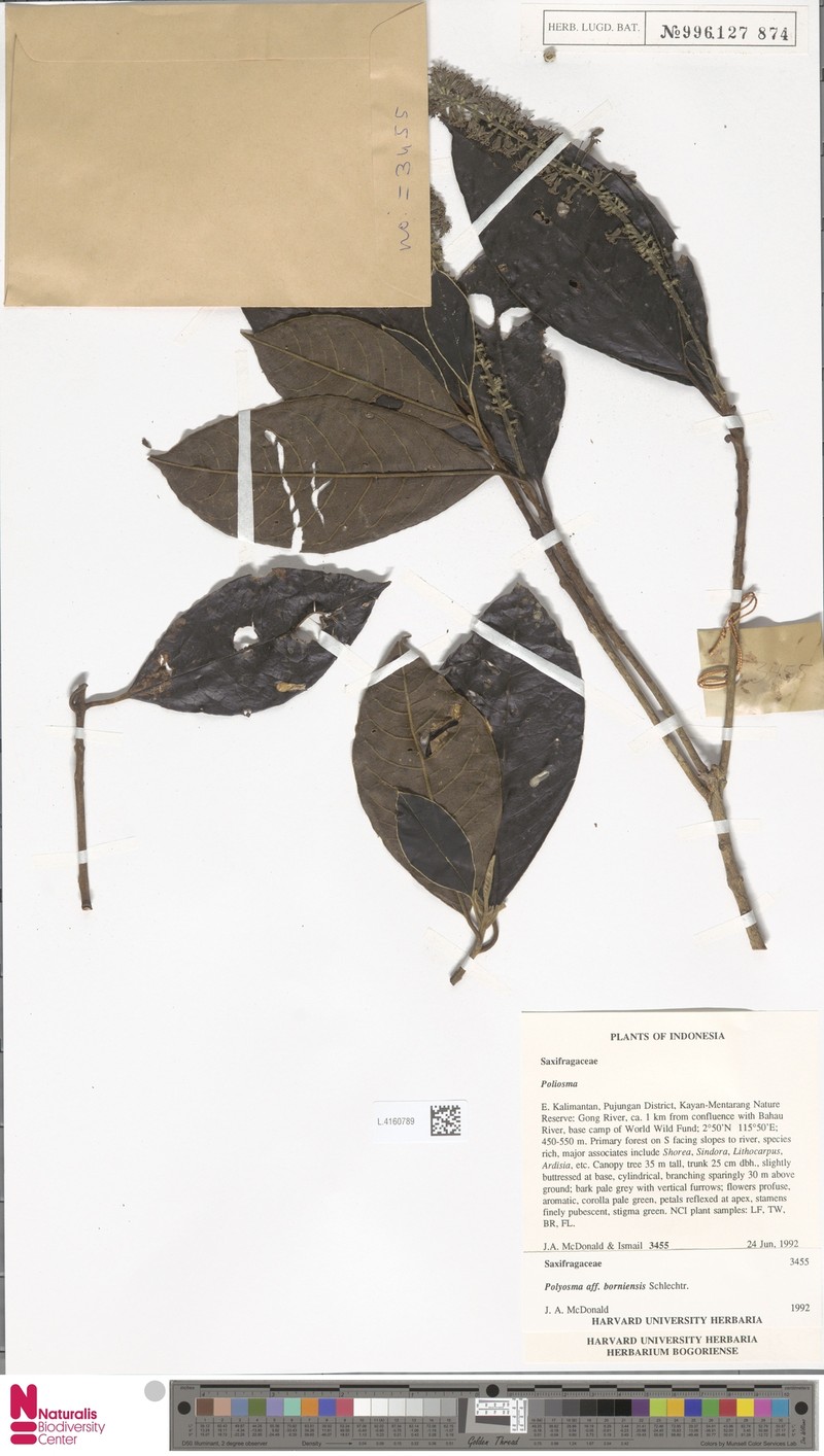 Polyalthia borneensis photo 2