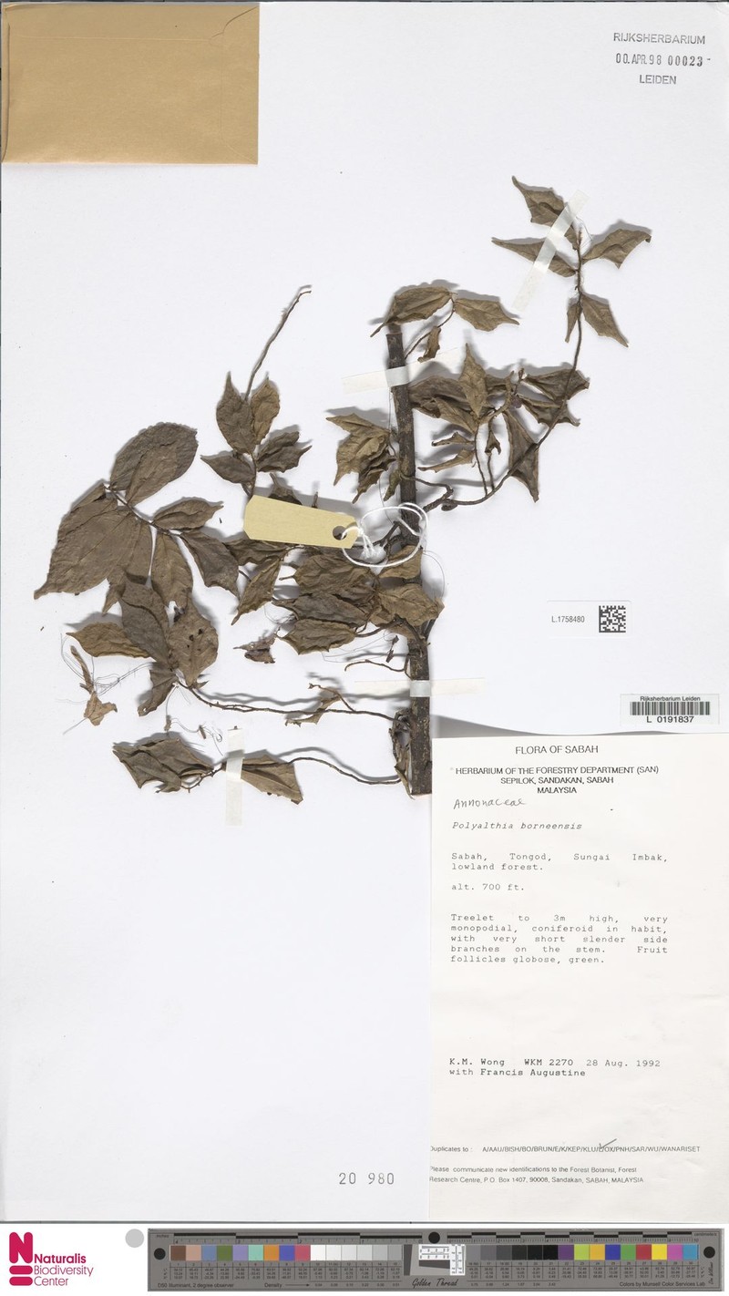 Polyalthia borneensis photo 3