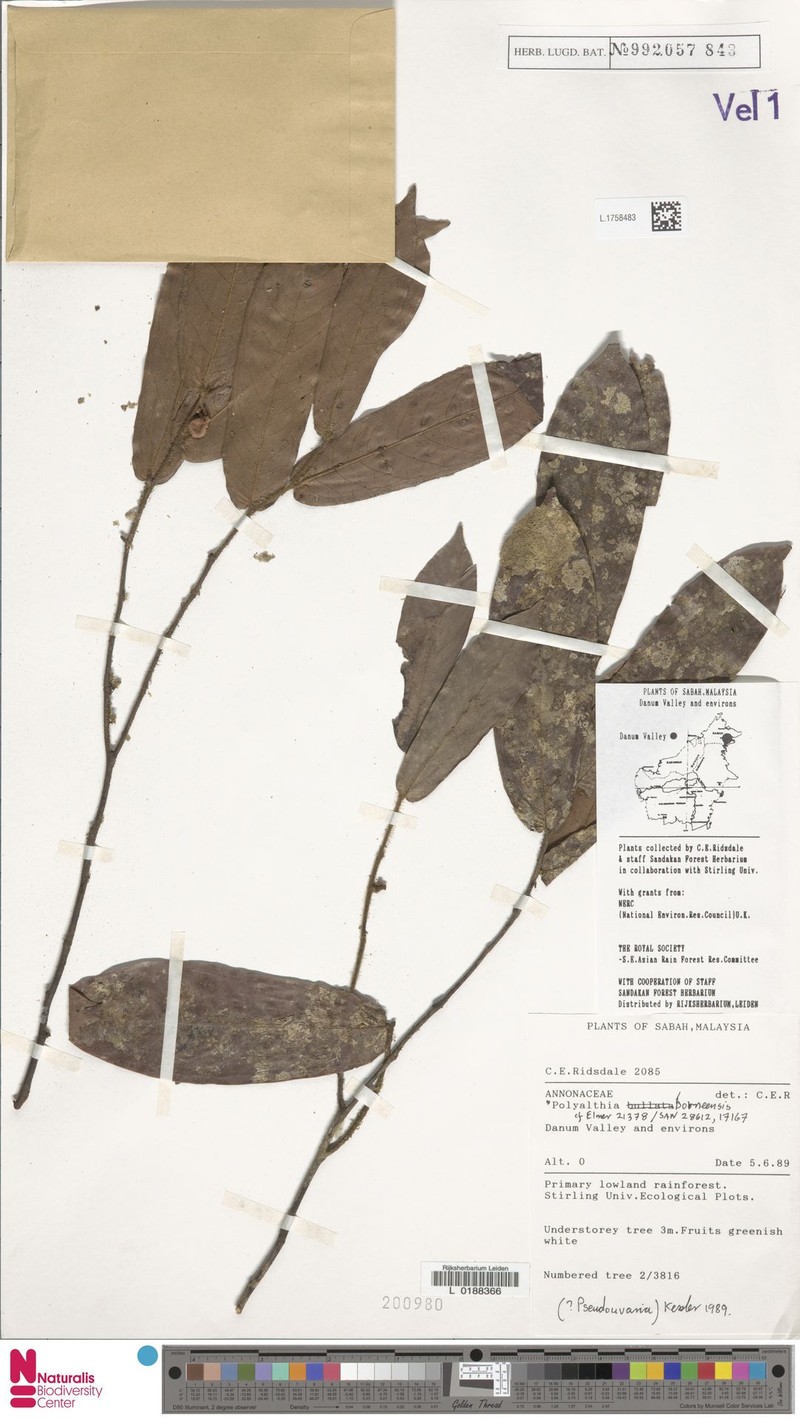 Polyalthia borneensis photo 4