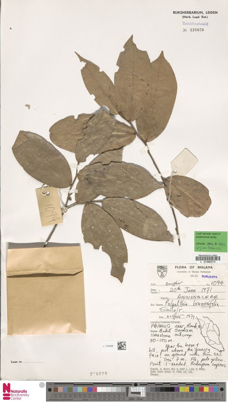 Polyalthia brunneifolia