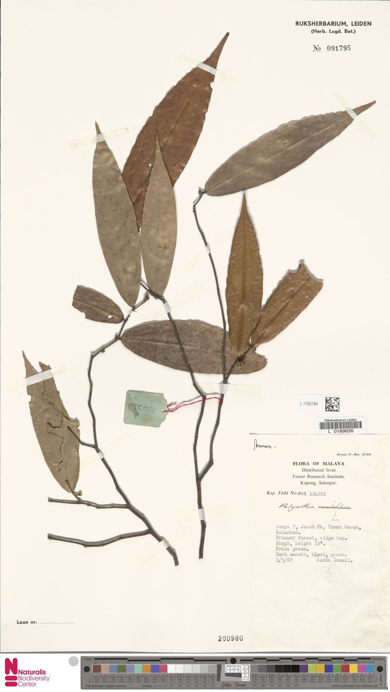 Polyalthia brunneifolia photo 2