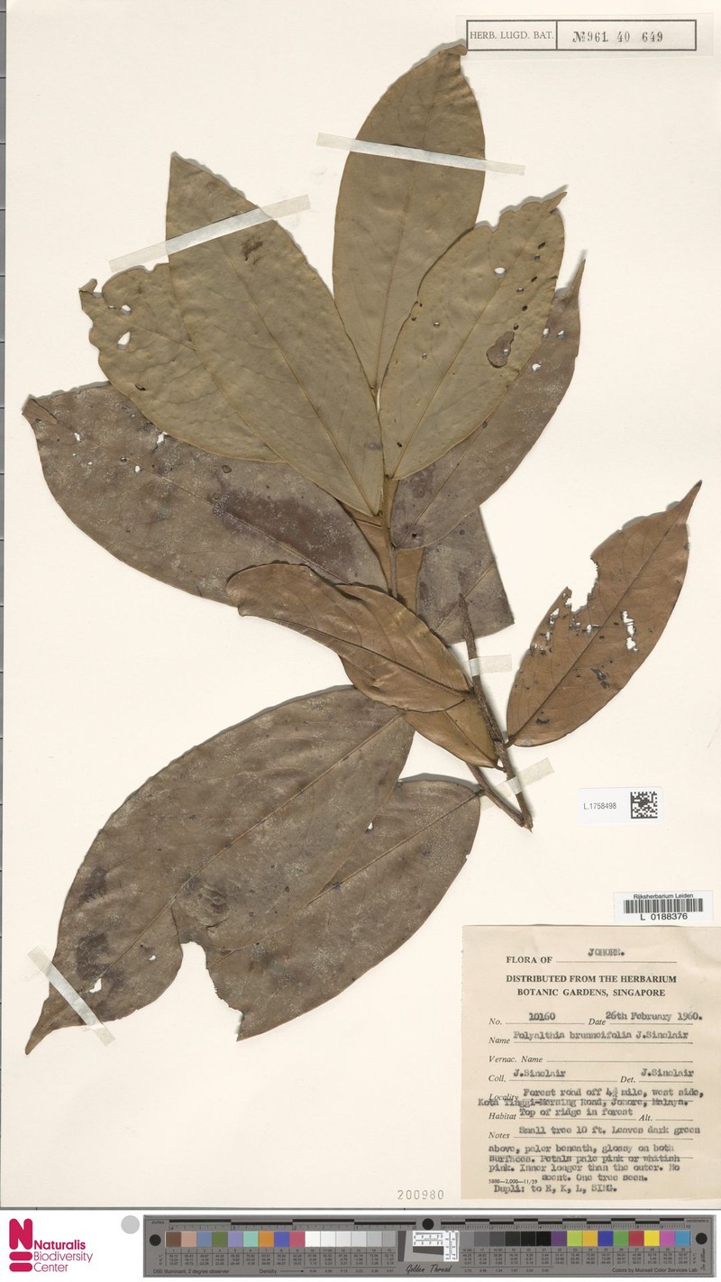 Polyalthia brunneifolia photo 3