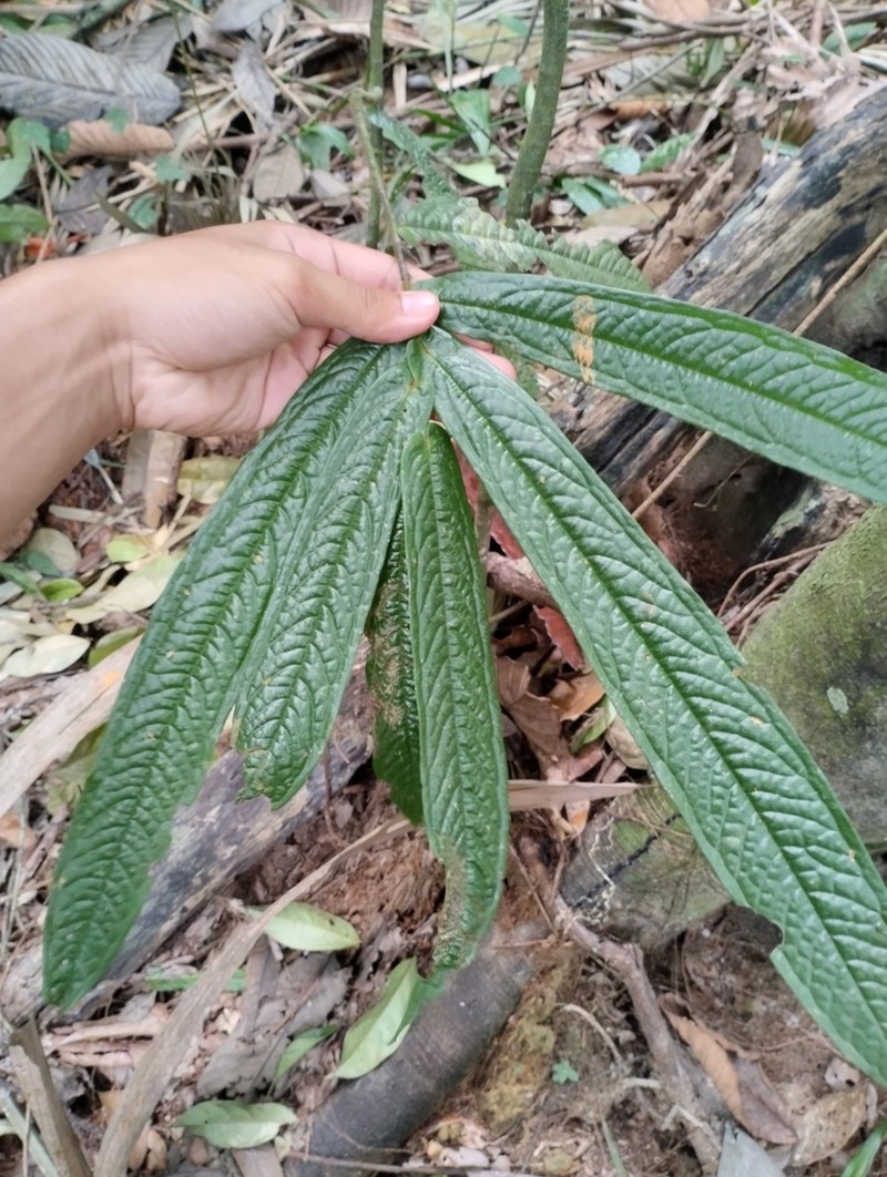Polyalthia bullata photo 2