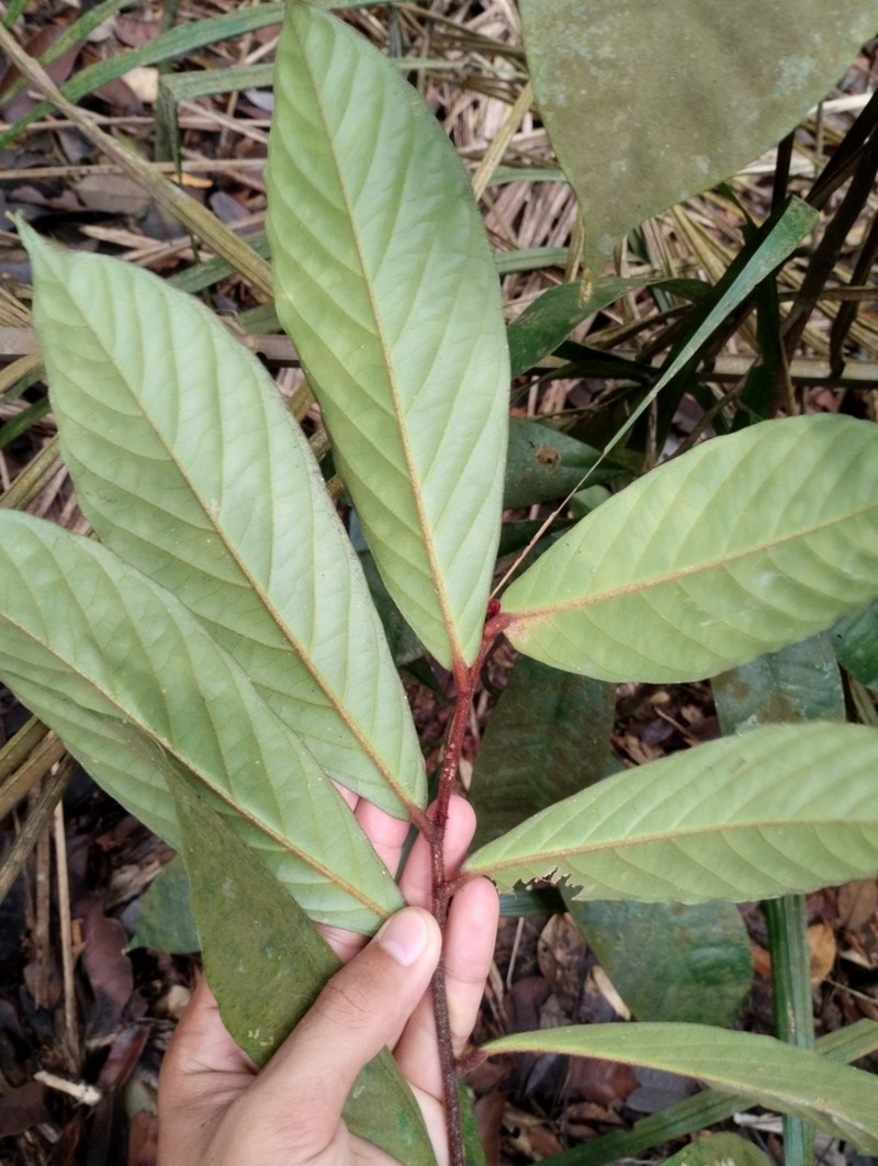 Polyalthia bullata photo 3