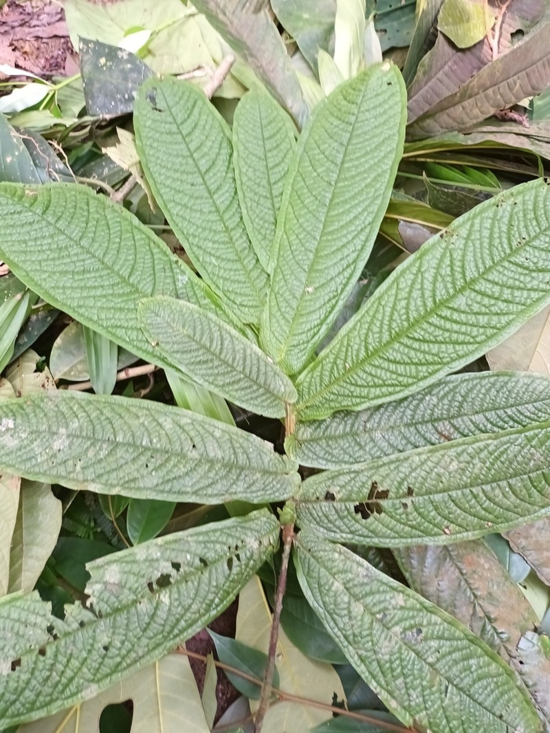Polyalthia bullata photo 4