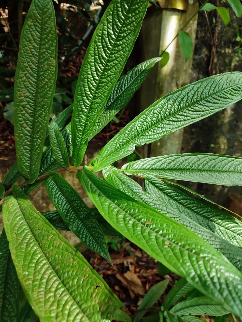 Polyalthia bullata photo 5