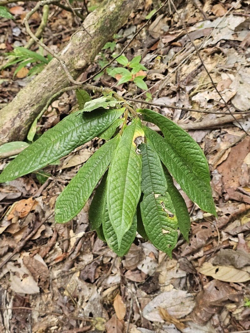 Polyalthia bullata photo 6