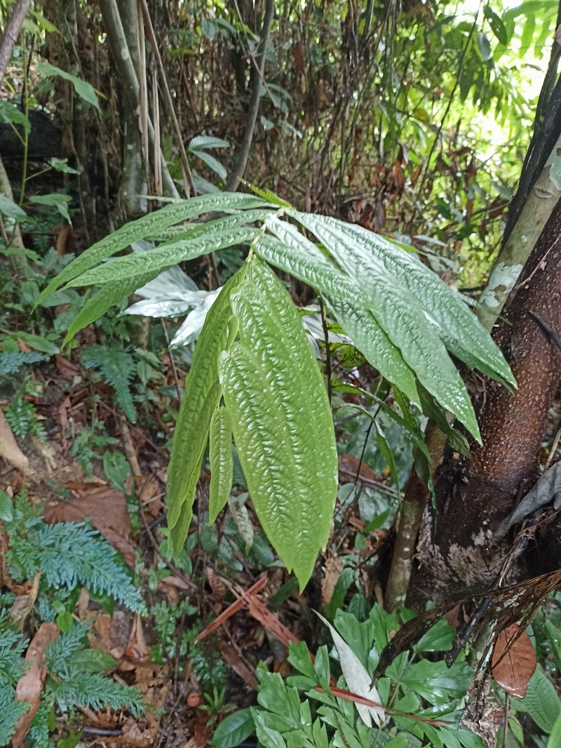 Polyalthia bullata photo 7