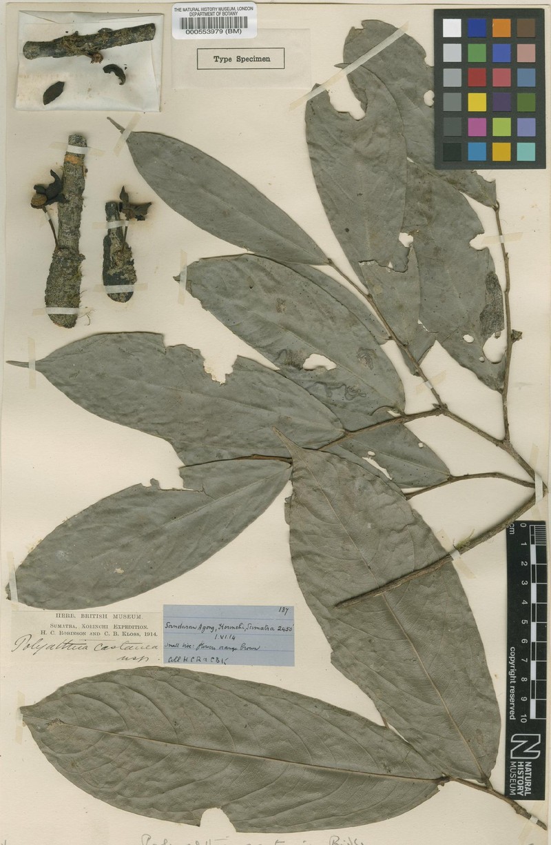 Polyalthia castanea