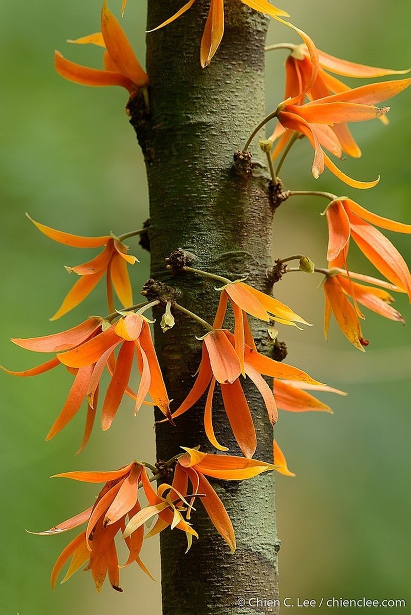 Polyalthia cauliflora