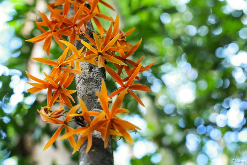 Polyalthia cauliflora photo 2