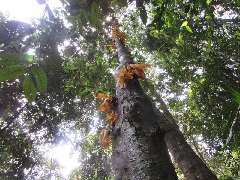 Polyalthia cauliflora photo 3