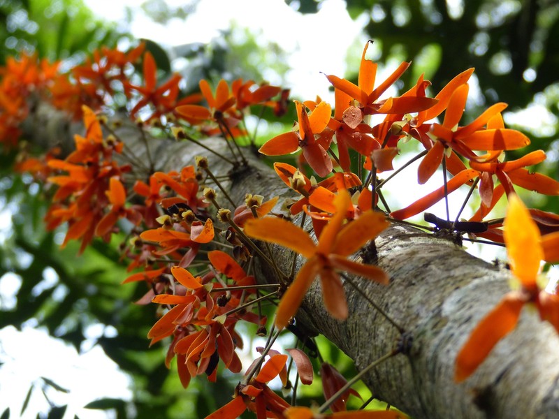 Polyalthia cauliflora photo 4