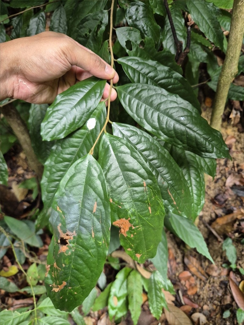 Polyalthia cauliflora photo 5
