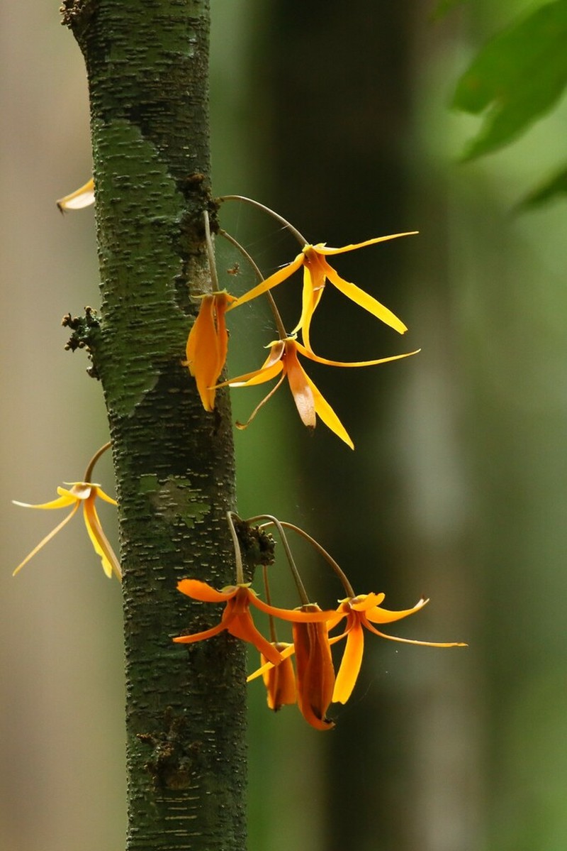 Polyalthia cauliflora photo 6