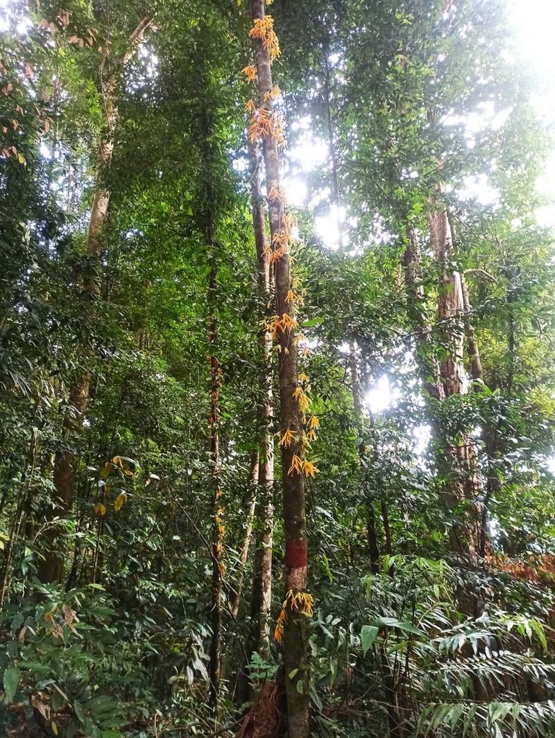 Polyalthia cauliflora photo 7